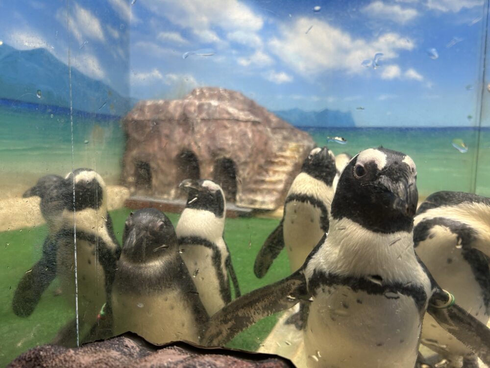 新さっぽろサンピアザ水族館レビュー | つづちゃんのワーママライフ